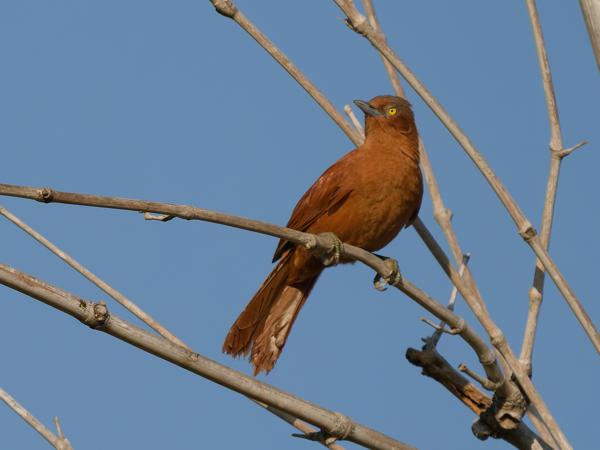 Grijskuifcachalote (Pseudoseisura unirufa)